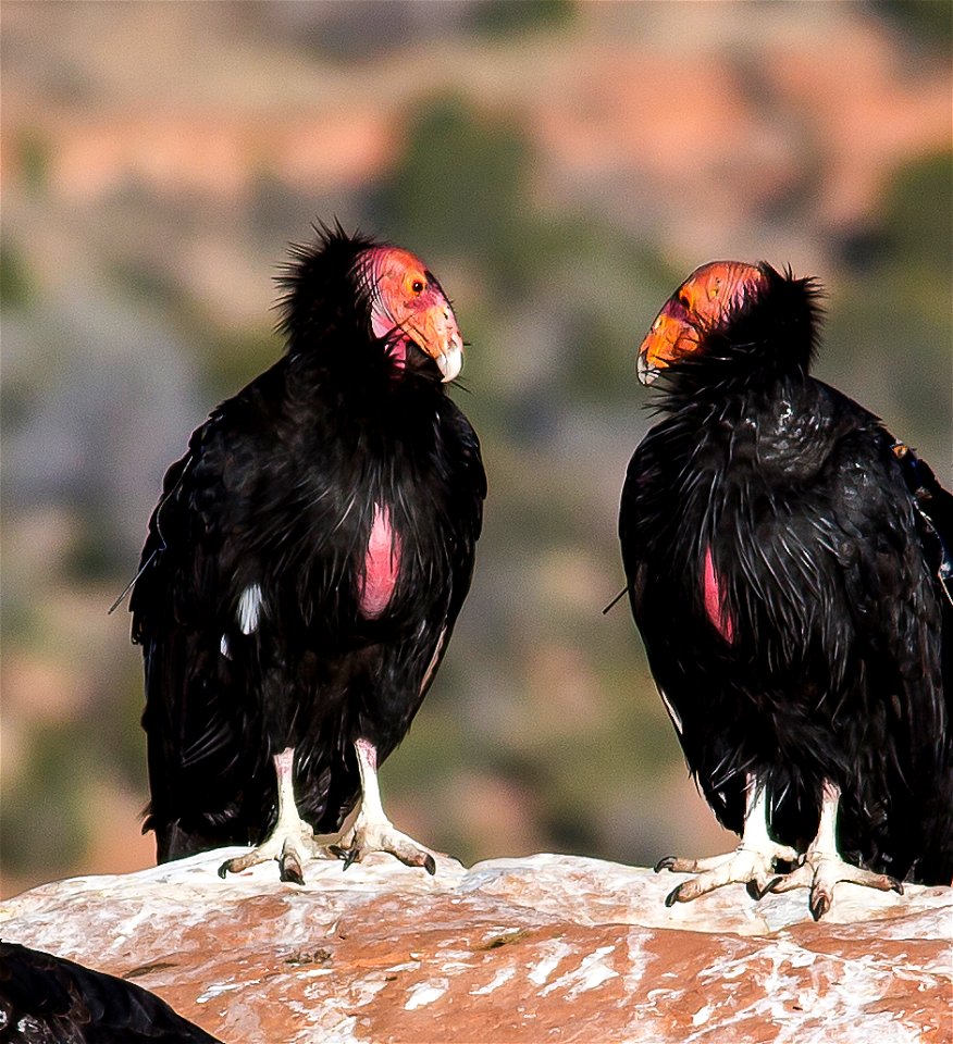 Seventy-five of the world’s 439 condors live throughout northern Arizona and southern Utah, and within the Vermilion Cliffs National Monument managed by the BLM's National Conservation Lands. Photo Cr