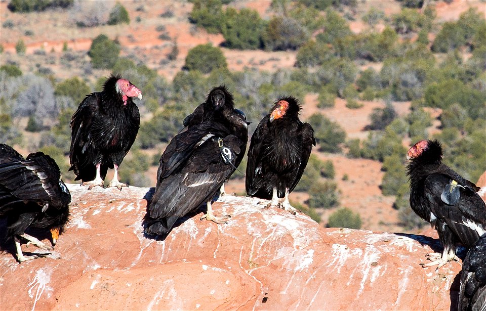 Seventy-five of the world’s 439 condors live throughout northern Arizona and southern Utah, and within the Vermilion Cliffs National Monument managed by the BLM's National Conservation Lands. Photo Cr