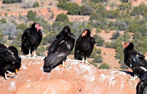 Seventy-five of the world’s 439 condors live throughout northern Arizona and southern Utah, and within the Vermilion Cliffs National Monument managed by the BLM's National Conservation Lands. Photo Cr