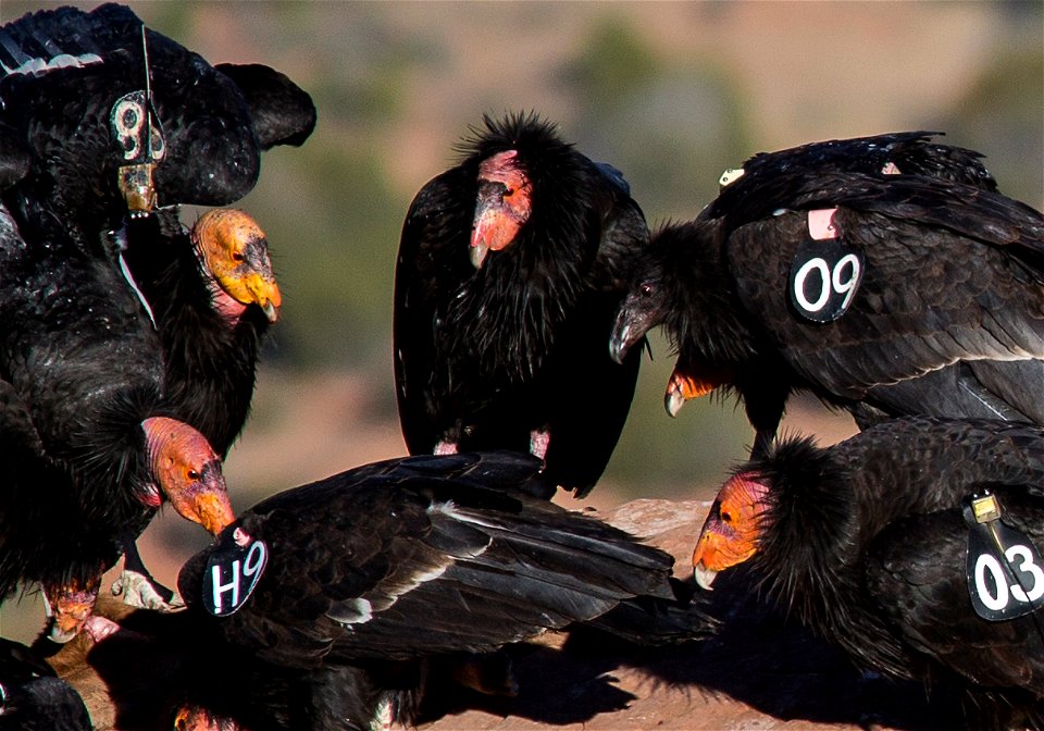 Seventy-five of the world’s 439 condors live throughout northern Arizona and southern Utah, and within the Vermilion Cliffs National Monument managed by the BLM's National Conservation Lands. Photo Cr