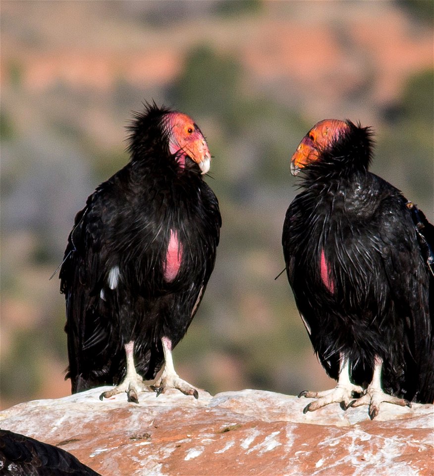 Seventy-five of the world’s 439 condors live throughout northern Arizona and southern Utah, and within the Vermilion Cliffs National Monument managed by the BLM's National Conservation Lands. Photo Cr