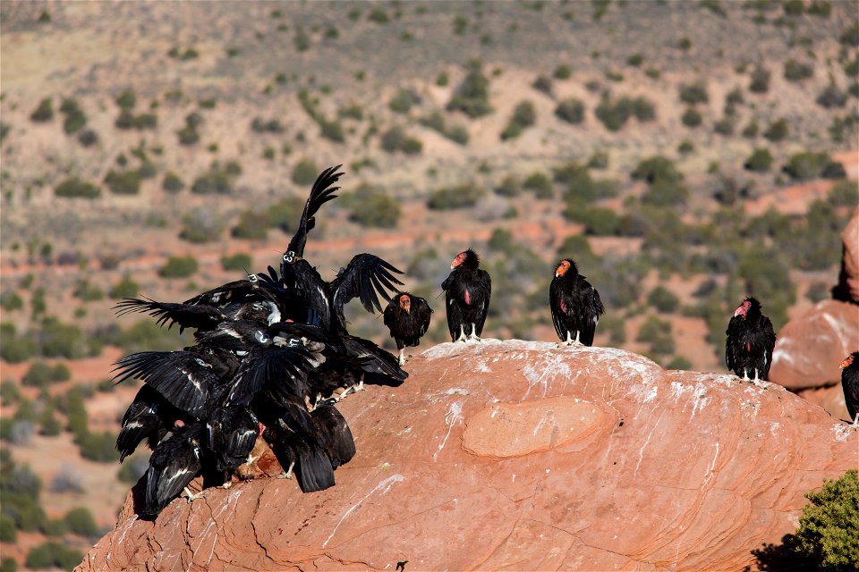 Seventy-five of the world’s 439 condors live throughout northern Arizona and southern Utah, and within the Vermilion Cliffs National Monument managed by the BLM's National Conservation Lands. Photo Cr