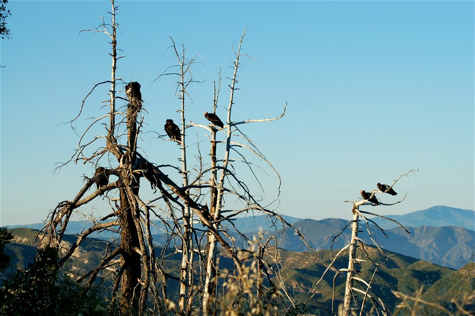 Topatopa Mountains