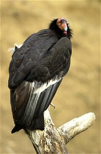 California Condor (Gymnogyps californianus) photo