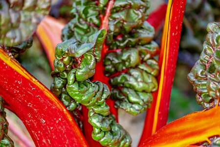 Leafy vegetables bio leaf