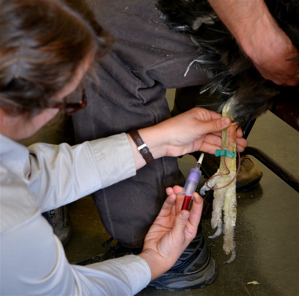 USFWS Wildlife Biologist Laura Mendenhall takes a blood sample from condor number #49.  Photo: Jon Myatt/USFWS