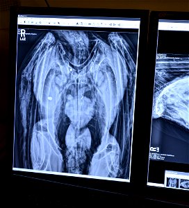 An apparent shotgun pellet is shown just left of Condor #42's breast bone.  The Hexagon shape below left is the nut and bolt that affixes the condor tag.  Photo: Jon Myatt/USFWS