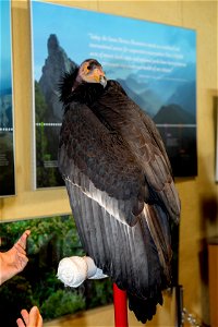 The L.A. Zoo brought Dolly the California Condor out to the 2017 Bird Fest at King Gillette Ranch.