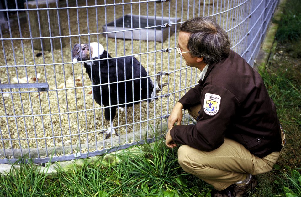 FWS Biologist with Condor