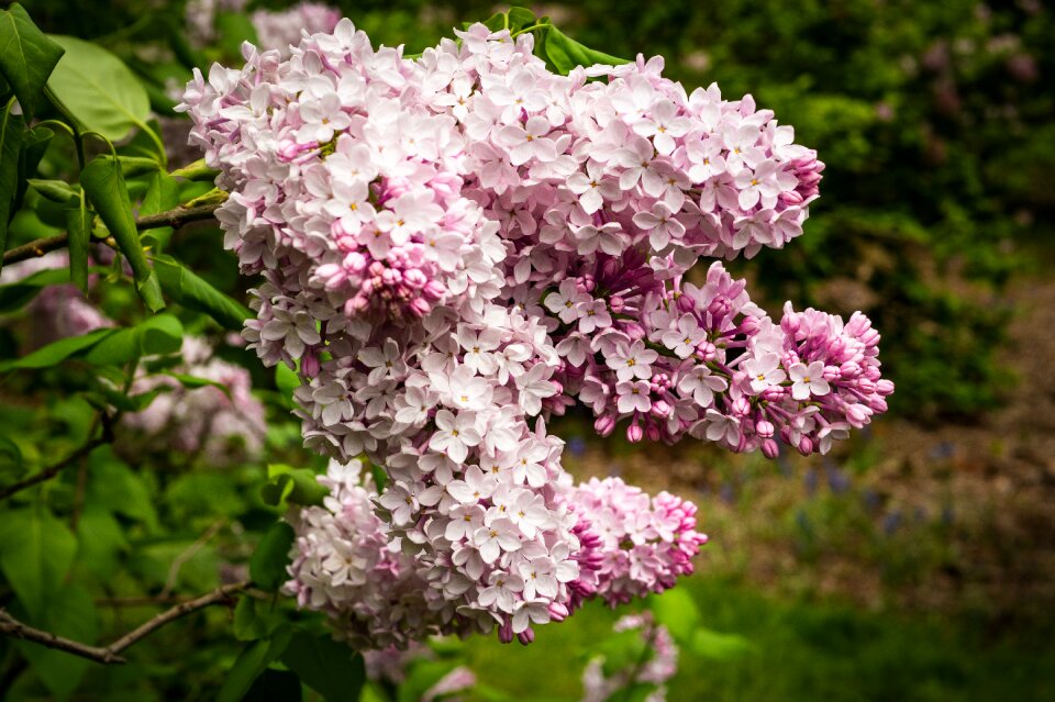 Flower garden spring