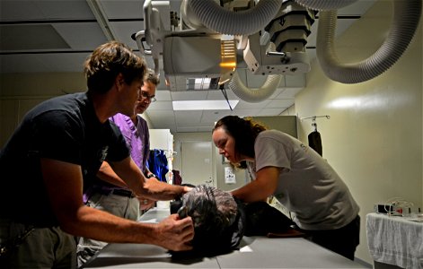 A Zoo Condor Program Coordinator, Mike Clark and  L.A. Zoo Keeper Chandra David prepare a condor for an X Ray.  Photo: Jon Myatt/USFWS