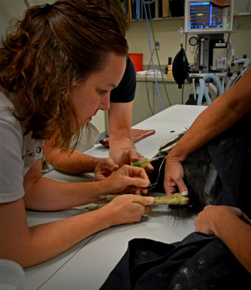 LA Zoo Condor Keeper Chandra David takes a blood sample.  Photo: Jon Myatt/USFWS