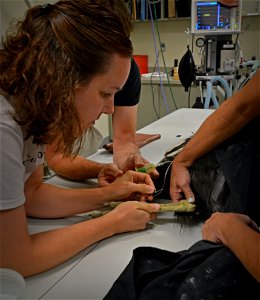 LA Zoo Condor Keeper Chandra David takes a blood sample.  Photo: Jon Myatt/USFWS