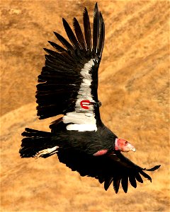A California Condor flying over Bitter Creek National Wildlife Refuge, Kern County, California, USA.