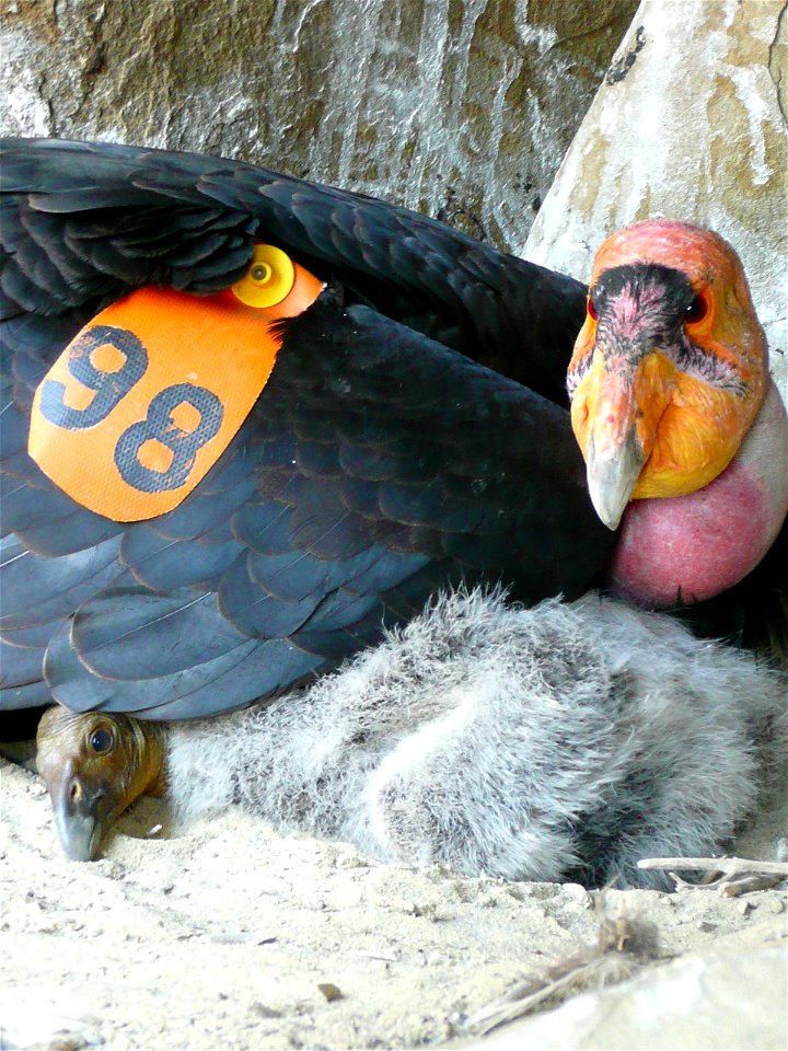 An adult California Condor protecting its chick in a nest cave near Hopper Mountain National Wildlife Refuge, California, USA.