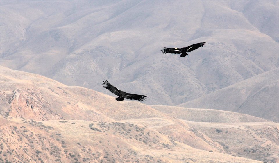A pair of California Condors soar above Bitter Creek National Wildlife Refuge near Maricopa in the southwestern San Joaquin Valley, in Kern County, California.  

Condors usually mate for life, raisin