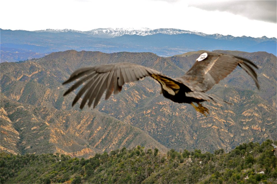 endangered
Hopper Mountain National Wildlife Refuge, CA

Photo: Kim Valverde/USFWS