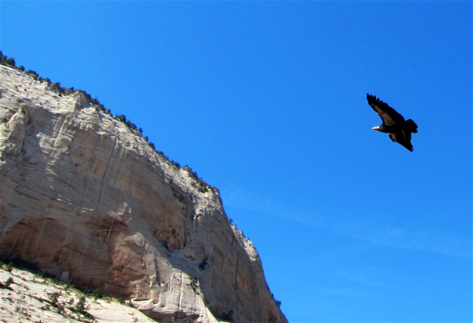 This condor was seen soaring over Angels Landing earlier this summer. NPS Photo/Jenny Eberlein