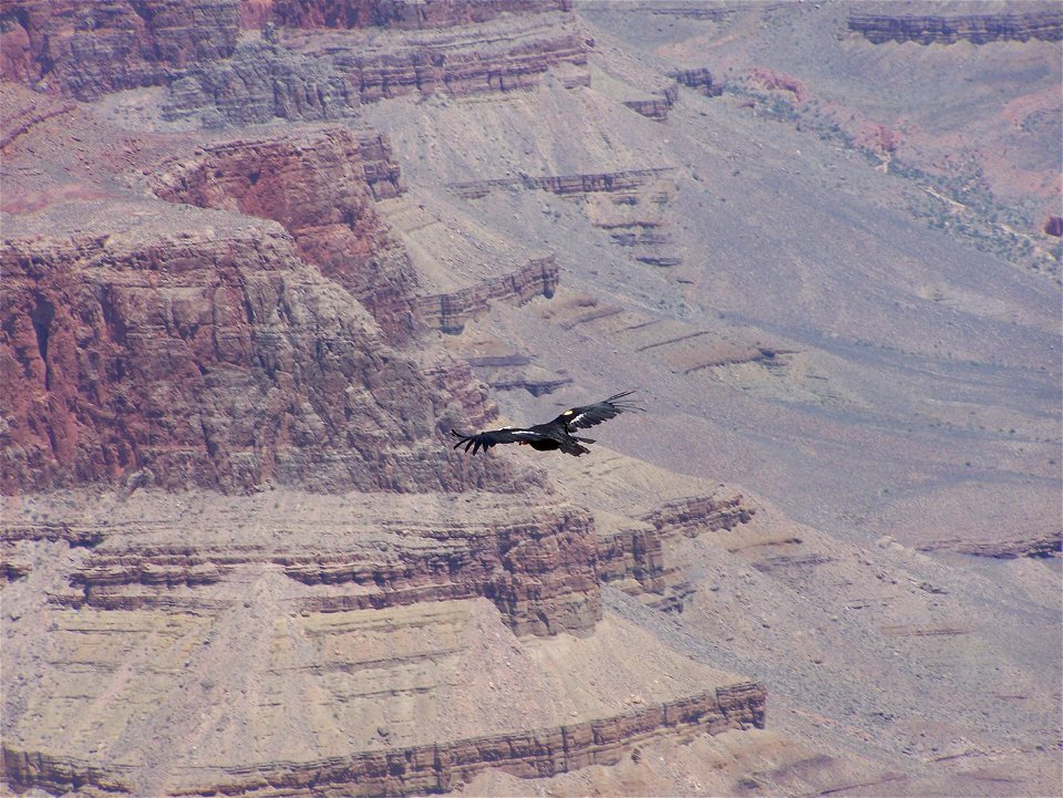 A California Condor gliding over the grand canyon.