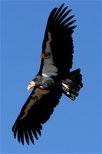 A Californian Condor in flight, photographed in Zion National Park, Utah photo