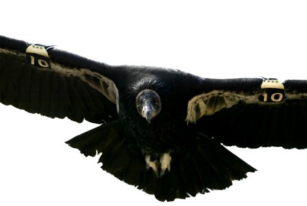 Seventy-five of the world’s 439 condors live throughout northern Arizona and southern Utah, and within the Vermilion Cliffs National Monument managed by the BLM's National Conservation Lands. Photo Cr