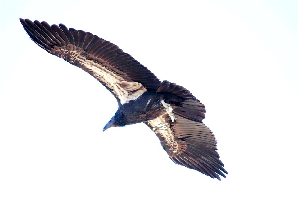 The adult California Condor is a uniform black, with the exception, especially in the male, of large triangular patches or bands of white on the underside of the wings. It has gray legs and feet, an i