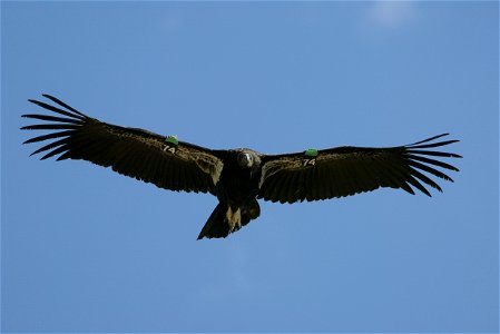 Seventy-five of the world’s 439 condors live throughout northern Arizona and southern Utah, and within the Vermilion Cliffs National Monument managed by the BLM's National Conservation Lands. Photo Cr