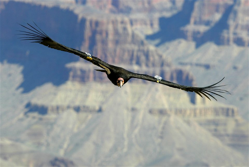 Seventy-five of the world’s 439 condors live throughout northern Arizona and southern Utah, and within the Vermilion Cliffs National Monument managed by the BLM's National Conservation Lands. Photo Cr