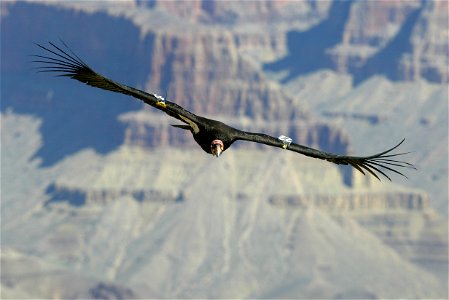 Seventy-five of the world’s 439 condors live throughout northern Arizona and southern Utah, and within the Vermilion Cliffs National Monument managed by the BLM's National Conservation Lands. Photo Cr