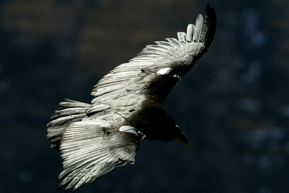 Seventy-five of the world’s 439 condors live throughout northern Arizona and southern Utah, and within the Vermilion Cliffs National Monument managed by the BLM's National Conservation Lands. Photo Cr