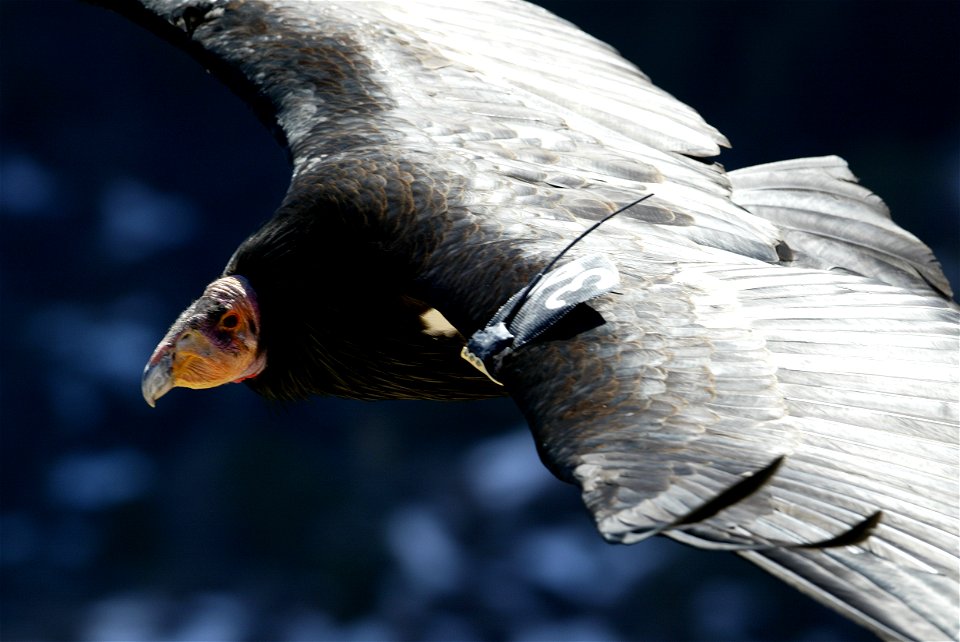 Seventy-five of the world’s 439 condors live throughout northern Arizona and southern Utah, and within the Vermilion Cliffs National Monument managed by the BLM's National Conservation Lands. Photo Cr