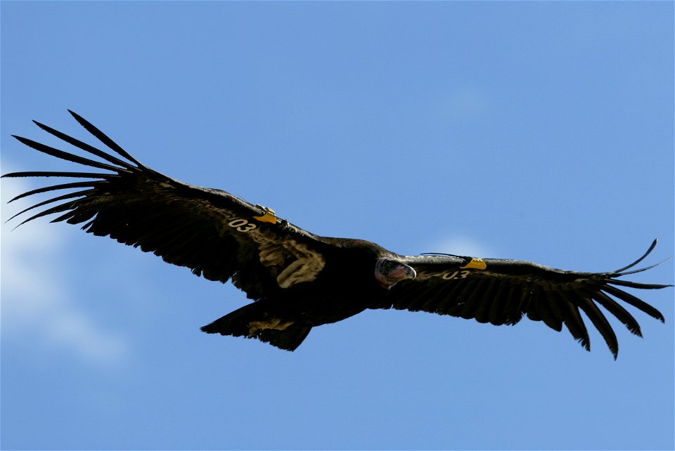 Seventy-five of the world’s 439 condors live throughout northern Arizona and southern Utah, and within the Vermilion Cliffs National Monument managed by the BLM's National Conservation Lands. Photo Cr