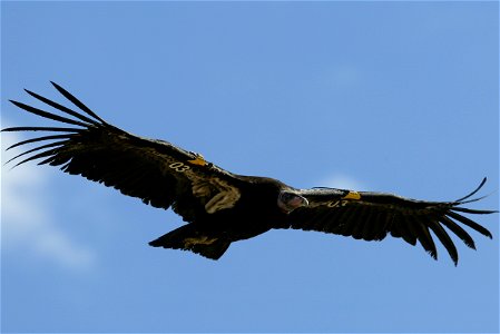 Seventy-five of the world’s 439 condors live throughout northern Arizona and southern Utah, and within the Vermilion Cliffs National Monument managed by the BLM's National Conservation Lands. Photo Cr photo