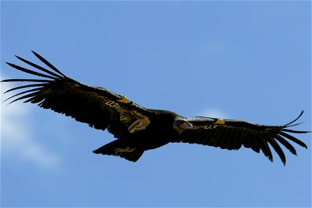 Seventy-five of the world’s 439 condors live throughout northern Arizona and southern Utah, and within the Vermilion Cliffs National Monument managed by the BLM's National Conservation Lands. Photo Cr