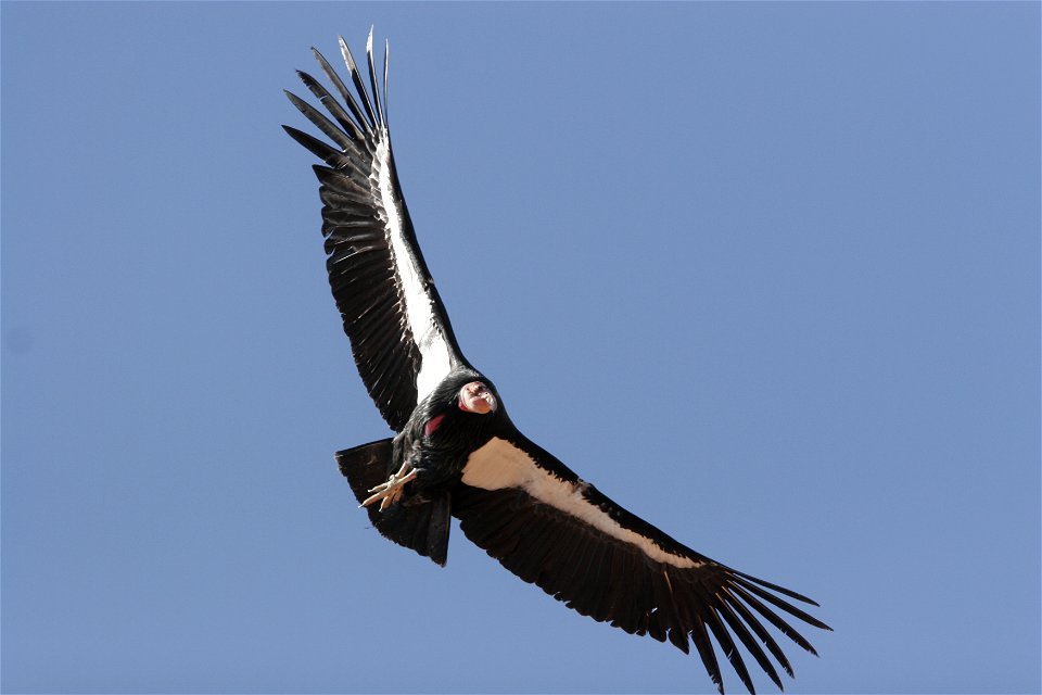 Seventy-five of the world’s 439 condors live throughout northern Arizona and southern Utah, and within the Vermilion Cliffs National Monument managed by the BLM's National Conservation Lands. Photo Cr