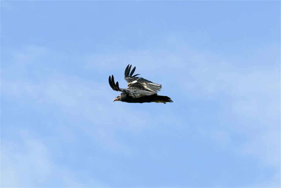 Seventy-five of the world’s 439 condors live throughout northern Arizona and southern Utah, and within the Vermilion Cliffs National Monument managed by the BLM's National Conservation Lands. Photo Cr
