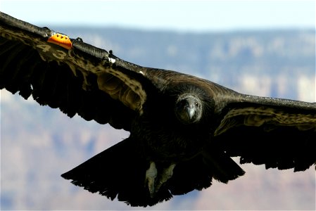 Seventy-five of the world’s 439 condors live throughout northern Arizona and southern Utah, and within the Vermilion Cliffs National Monument managed by the BLM's National Conservation Lands. Photo Cr