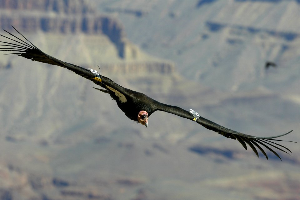 Seventy-five of the world’s 439 condors live throughout northern Arizona and southern Utah, and within the Vermilion Cliffs National Monument managed by the BLM's National Conservation Lands. Photo Cr