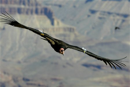 Seventy-five of the world’s 439 condors live throughout northern Arizona and southern Utah, and within the Vermilion Cliffs National Monument managed by the BLM's National Conservation Lands. Photo Cr