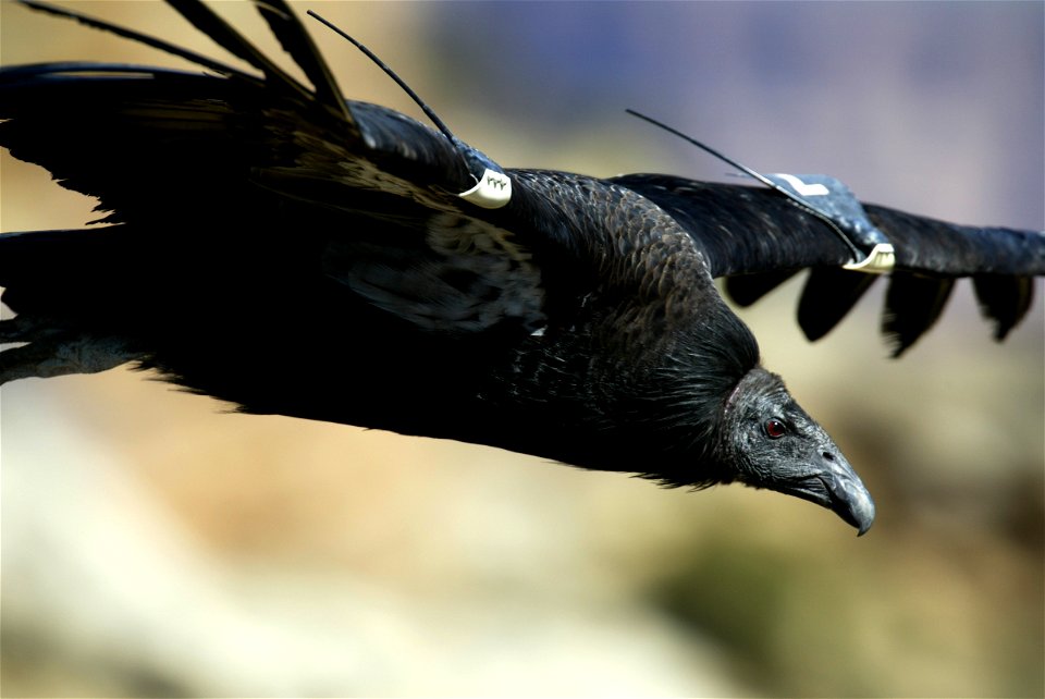 Seventy-five of the world’s 439 condors live throughout northern Arizona and southern Utah, and within the Vermilion Cliffs National Monument managed by the BLM's National Conservation Lands. Photo Cr
