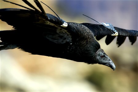 Seventy-five of the world’s 439 condors live throughout northern Arizona and southern Utah, and within the Vermilion Cliffs National Monument managed by the BLM's National Conservation Lands. Photo Cr