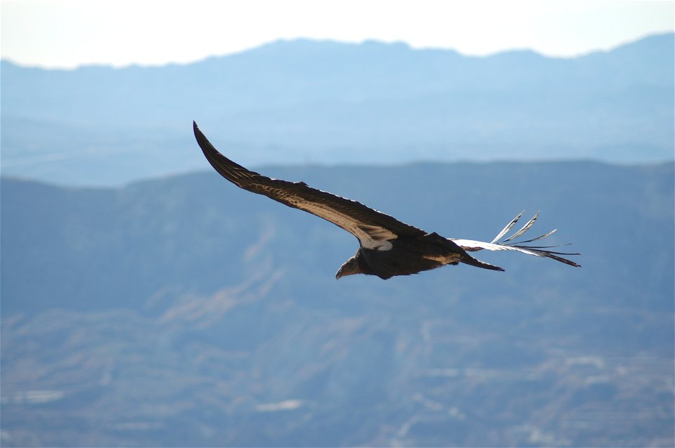 A California Condor soaring over Los Padres National Forest , California, USA.