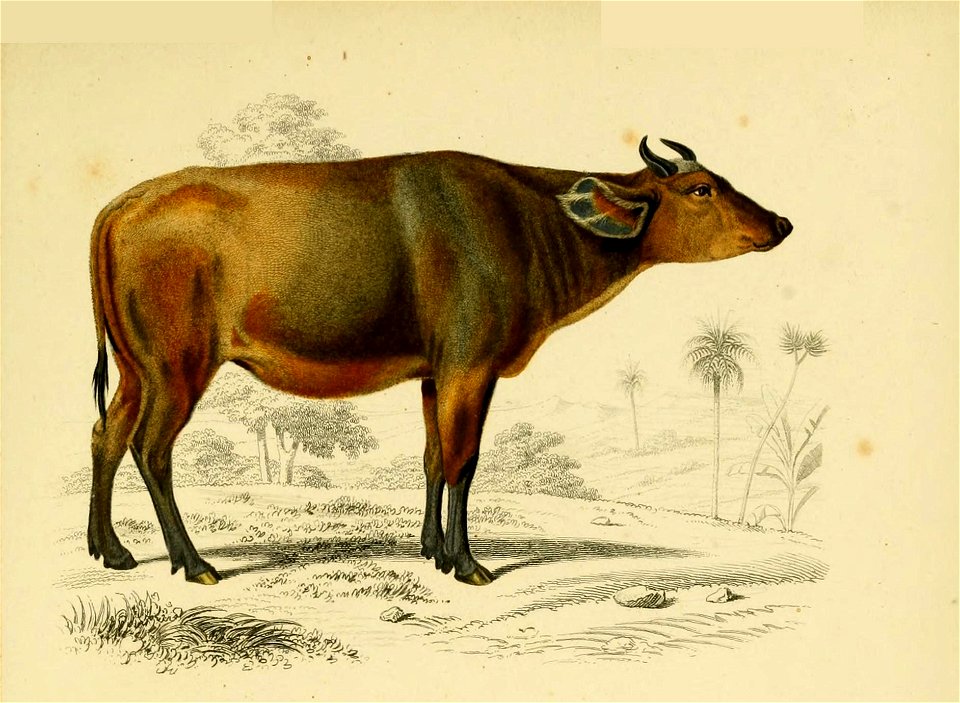Domesticated cattle, Bos taurus. Handcoloured engraving by Fournier after an illustration by Edouard Travies from Charles d'Orbigny's Dictionnaire Universel d'Histoire Naturelle (Dictionary of Natural