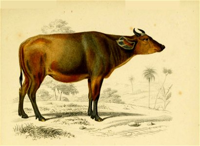 Domesticated cattle, Bos taurus. Handcoloured engraving by Fournier after an illustration by Edouard Travies from Charles d'Orbigny's Dictionnaire Universel d'Histoire Naturelle (Dictionary of Natural