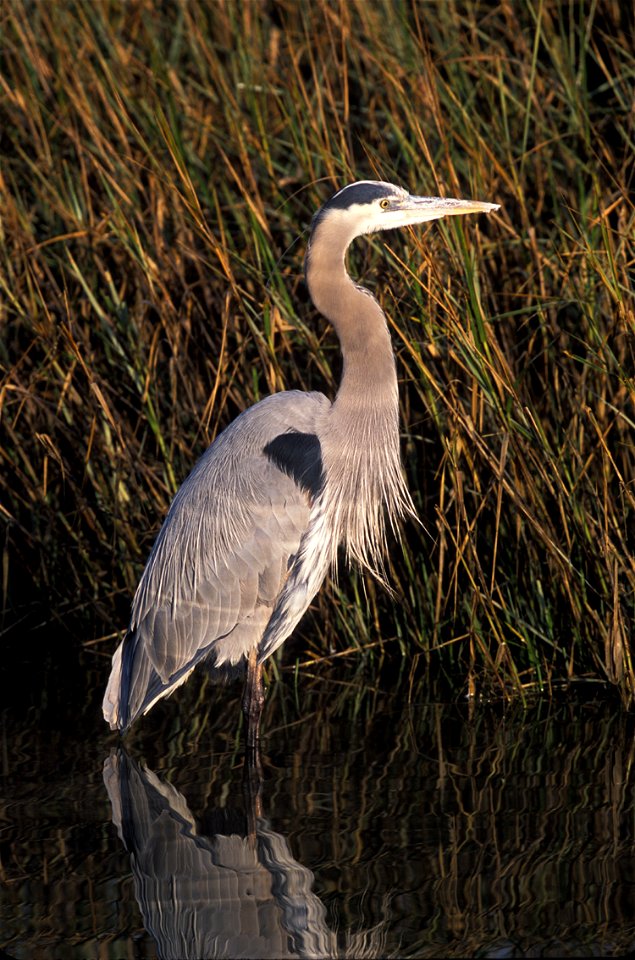 : Great Blue Heron (Ardea herodias)