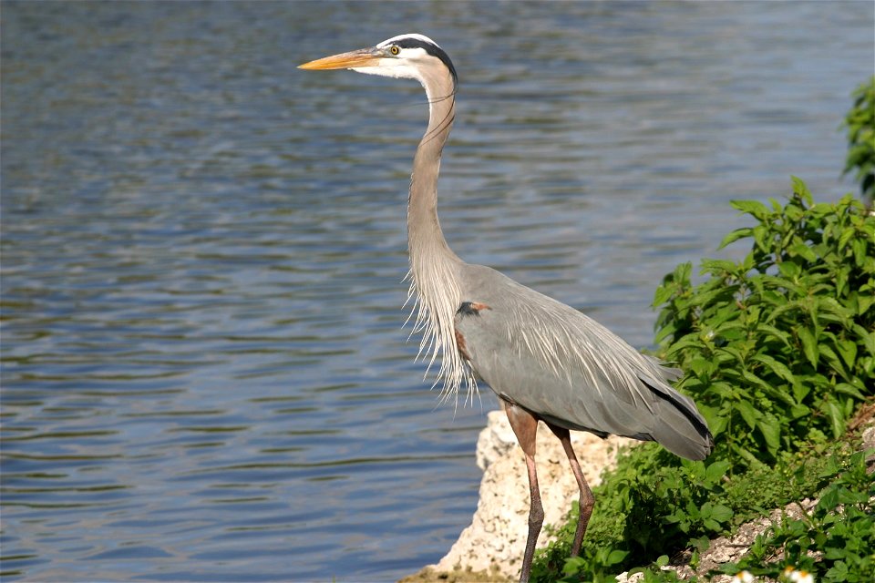 Great Blue Heron