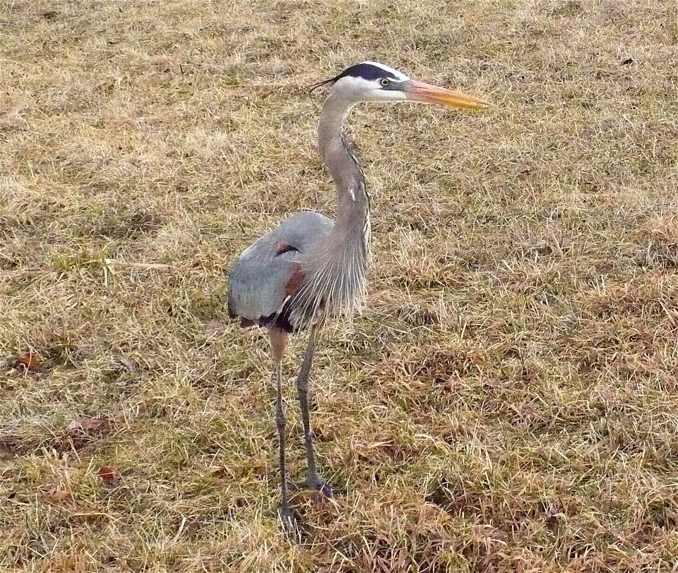 Great Blue Heron standing in a field.
Muskego, Wisconsin

By: K. G. Moran