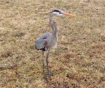 Great Blue Heron standing in a field.
Muskego, Wisconsin

By: K. G. Moran