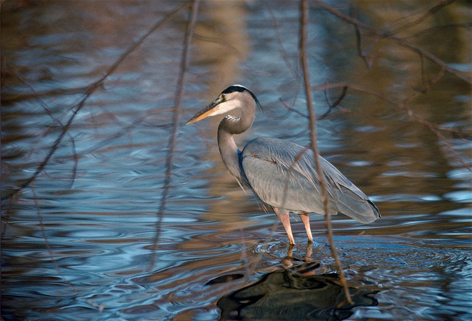 Environmental Images (Birds)