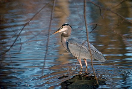 Environmental Images (Birds)